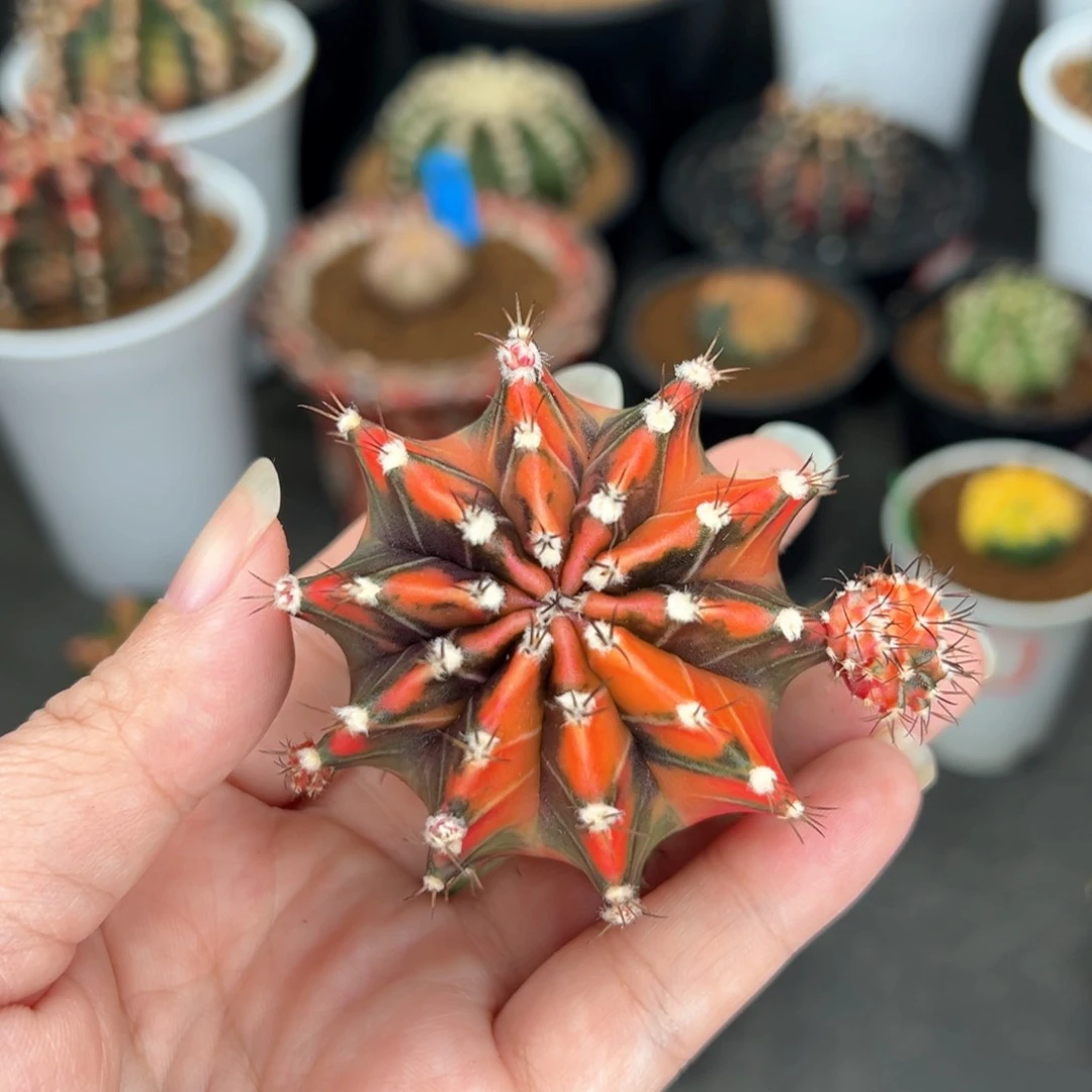 161泰系侧芽，裸根发货