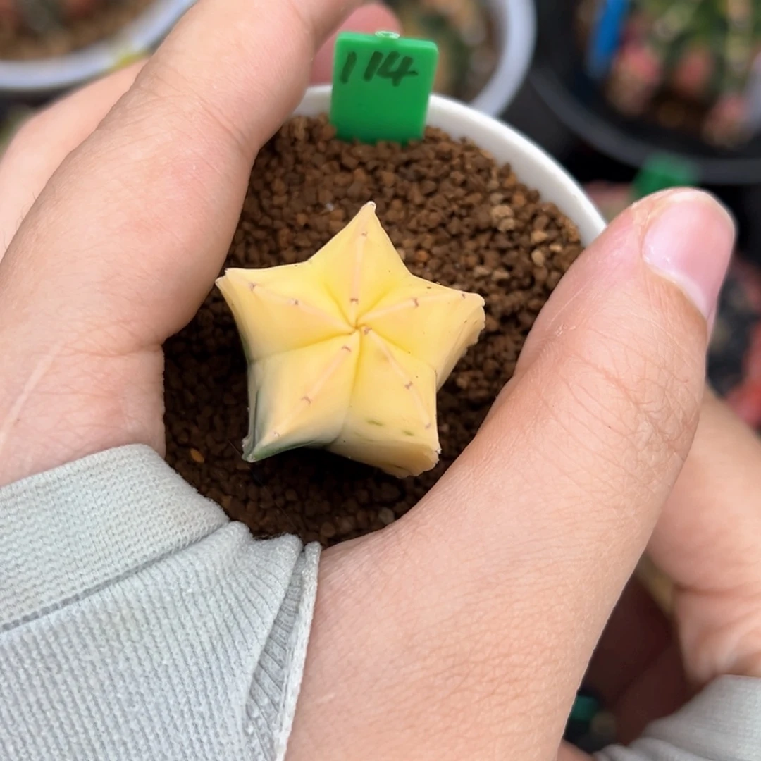 实生鸾凤玉锦114
