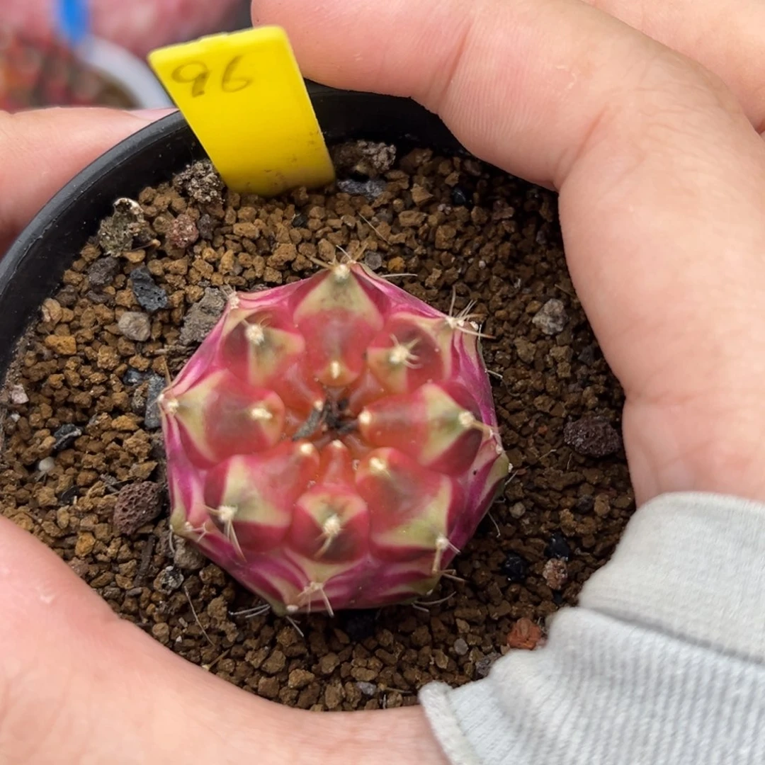 泰系实生轮回 96