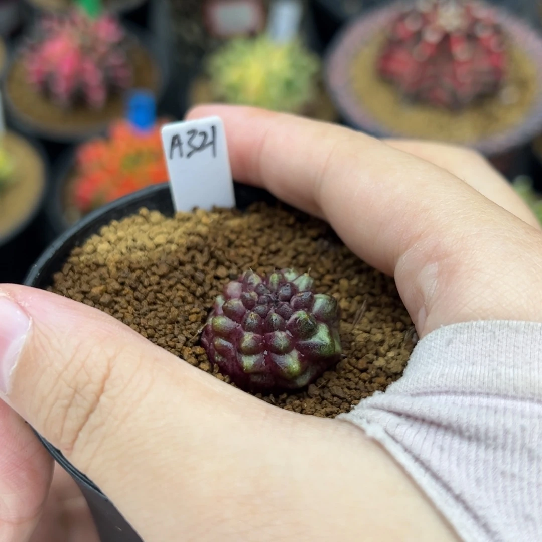 泰系实生梦想 A321