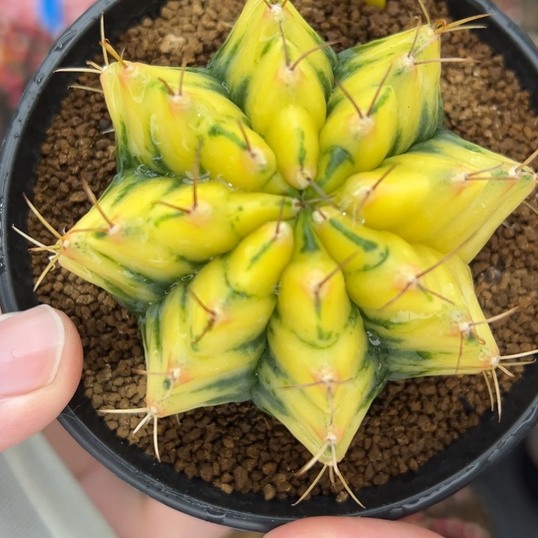 泰系实生米哈锦 D8