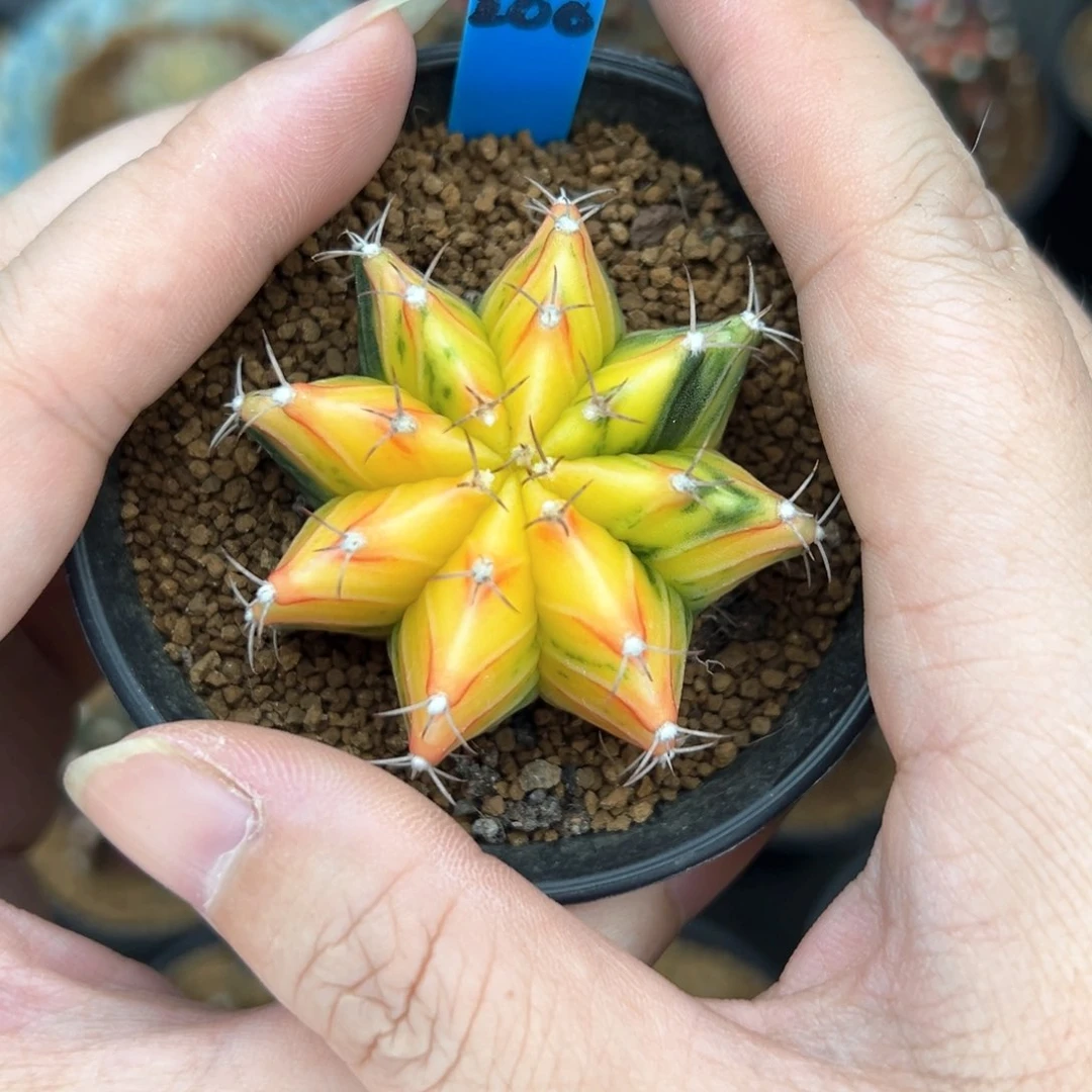 200黄色肋骨锦，带盆土发货