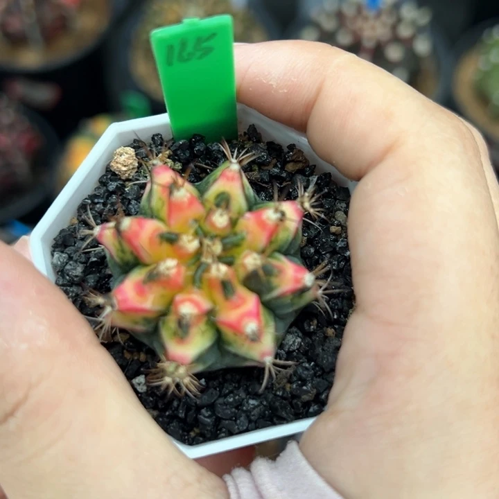 泰系侧芽好彩165