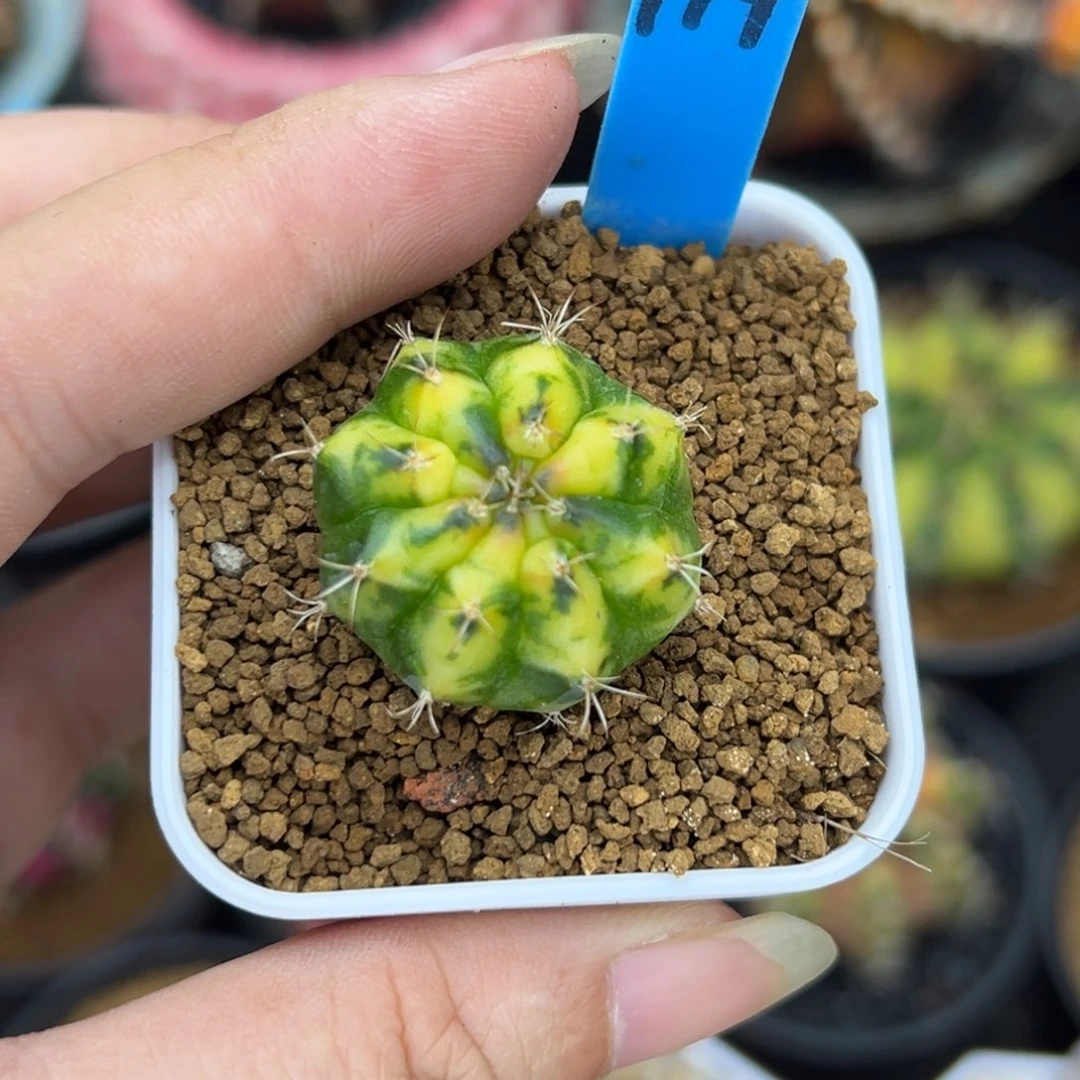 179测芽，带盆土发货