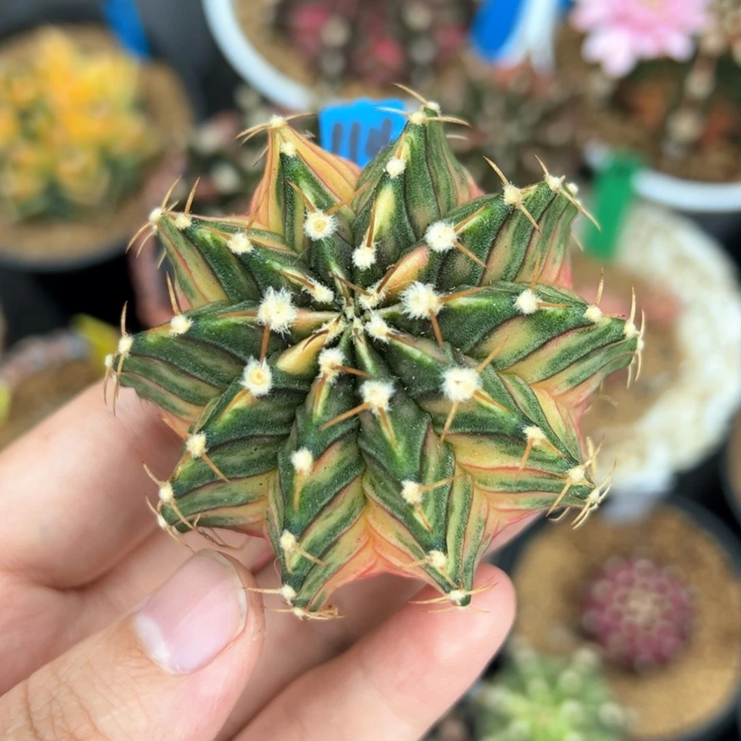 泰系实生肋骨锦114