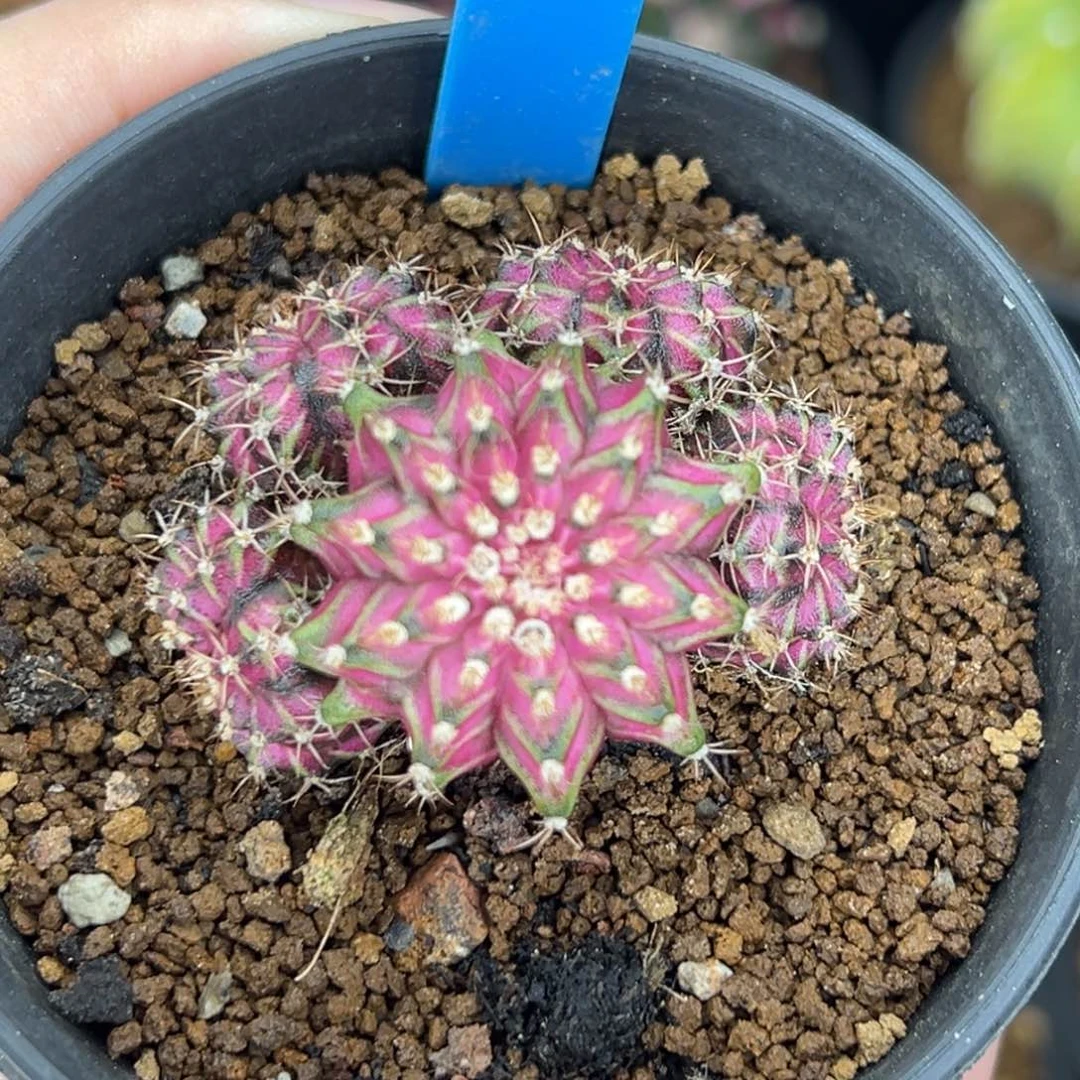 202实生海神群，带盆土发货