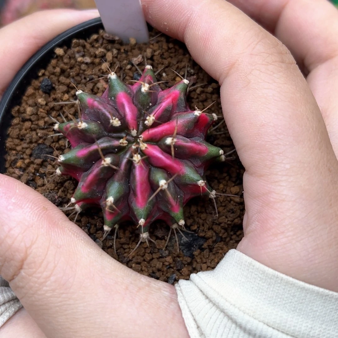 泰系侧芽米哈锦 2