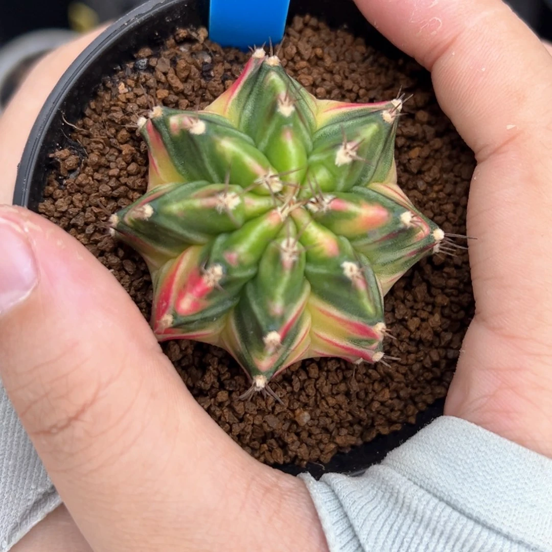 泰系侧芽七彩米哈锦154
