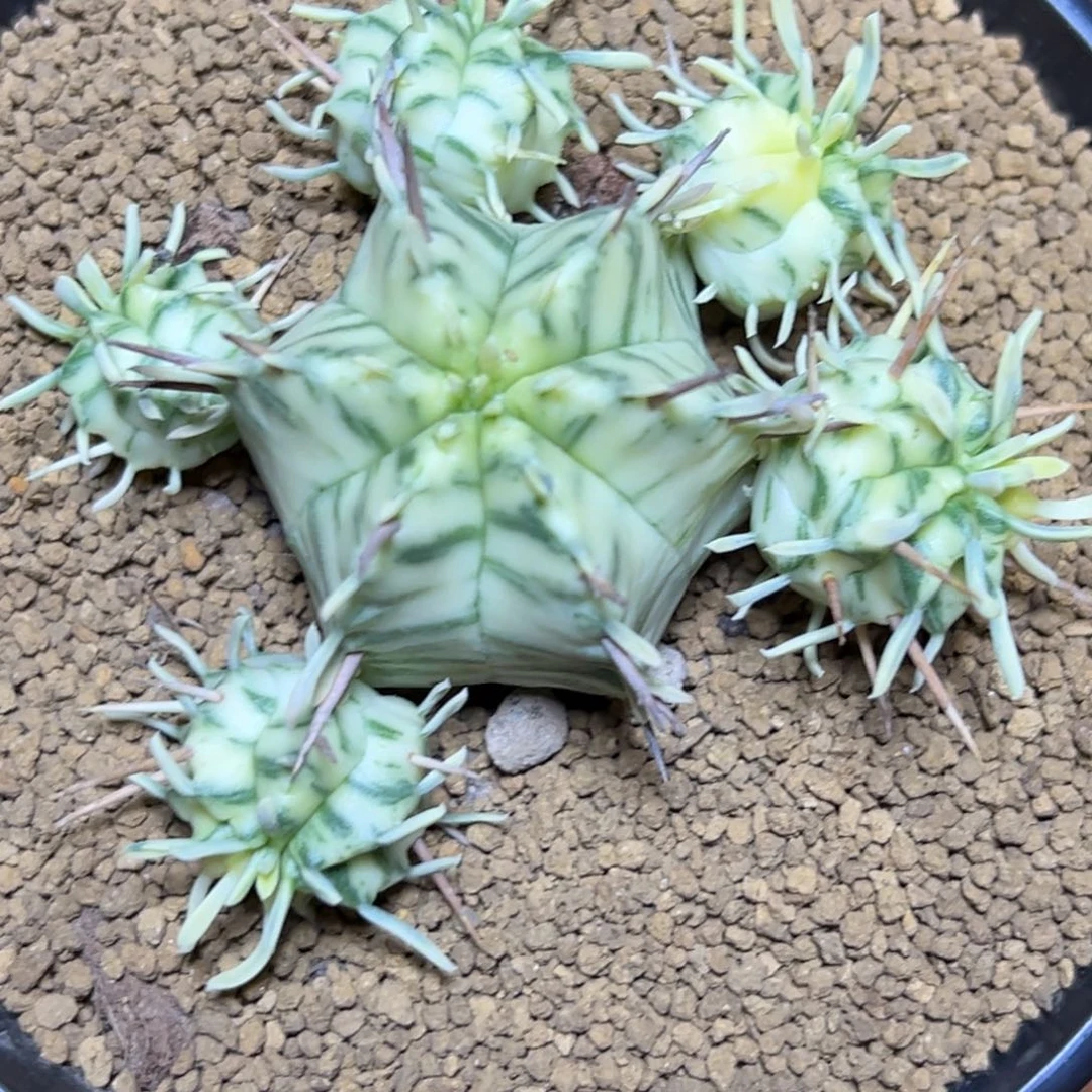 斑马锦，脱土发货