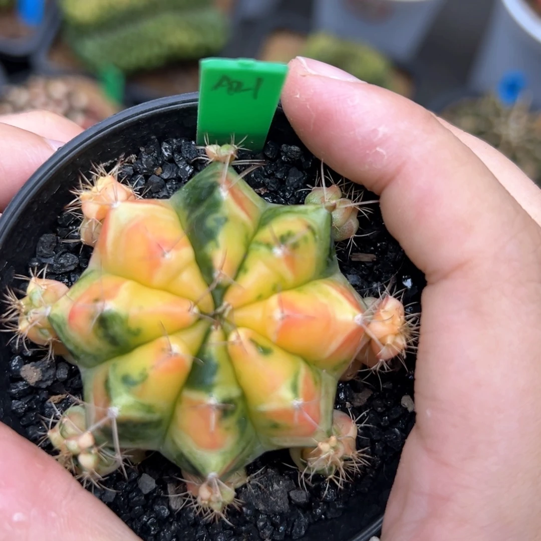 泰系实生紫吹A21