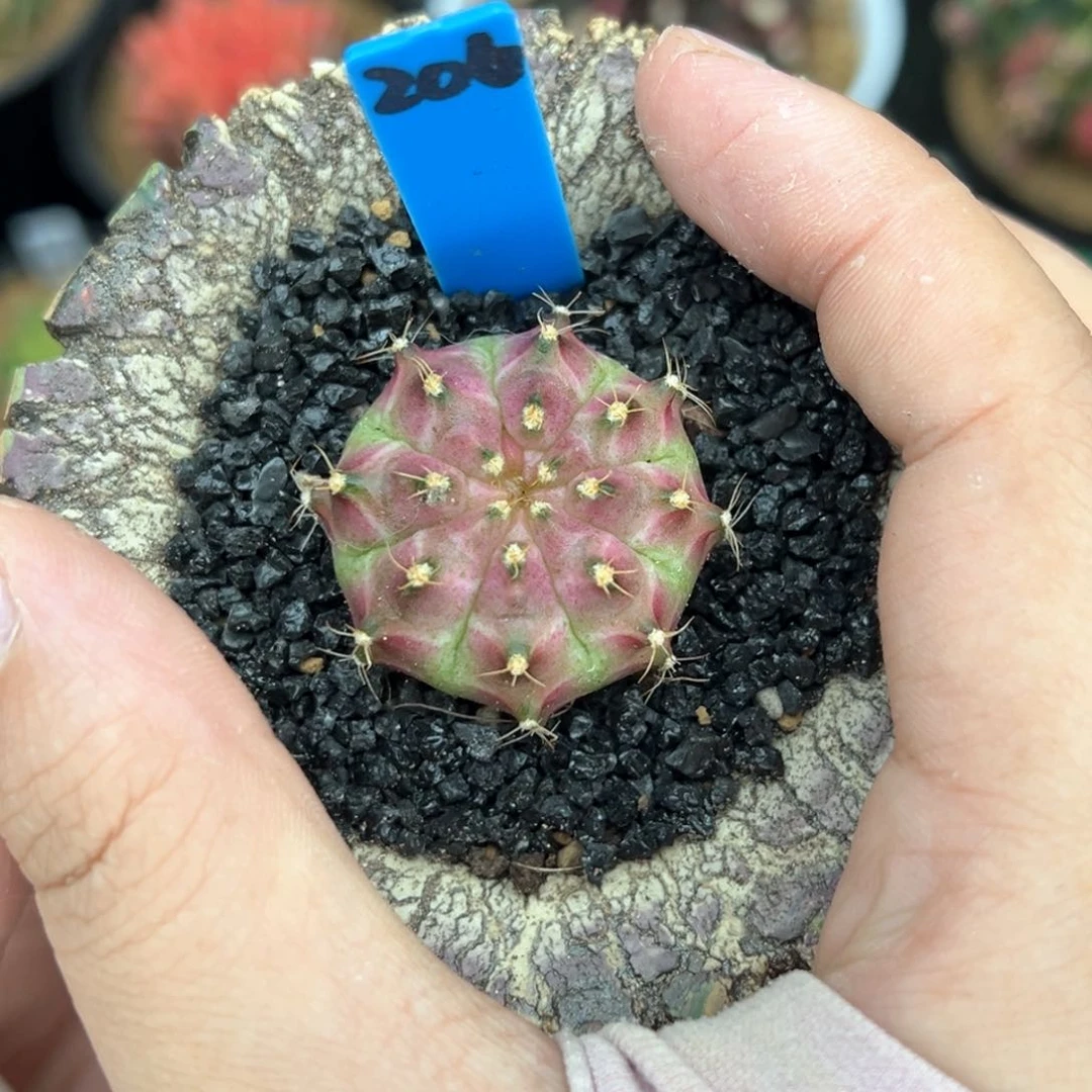 泰系实生轮回206