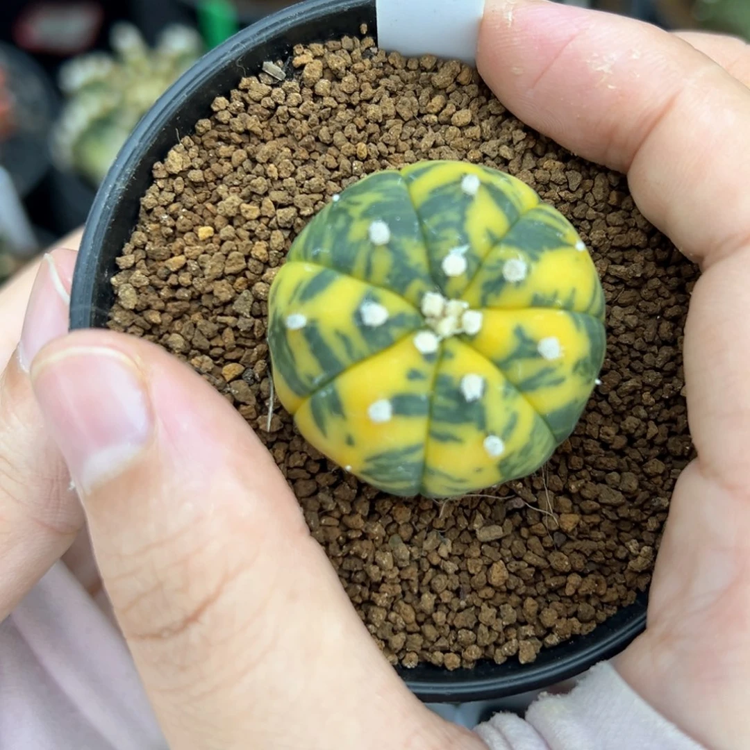 实生虎斑兜锦A511