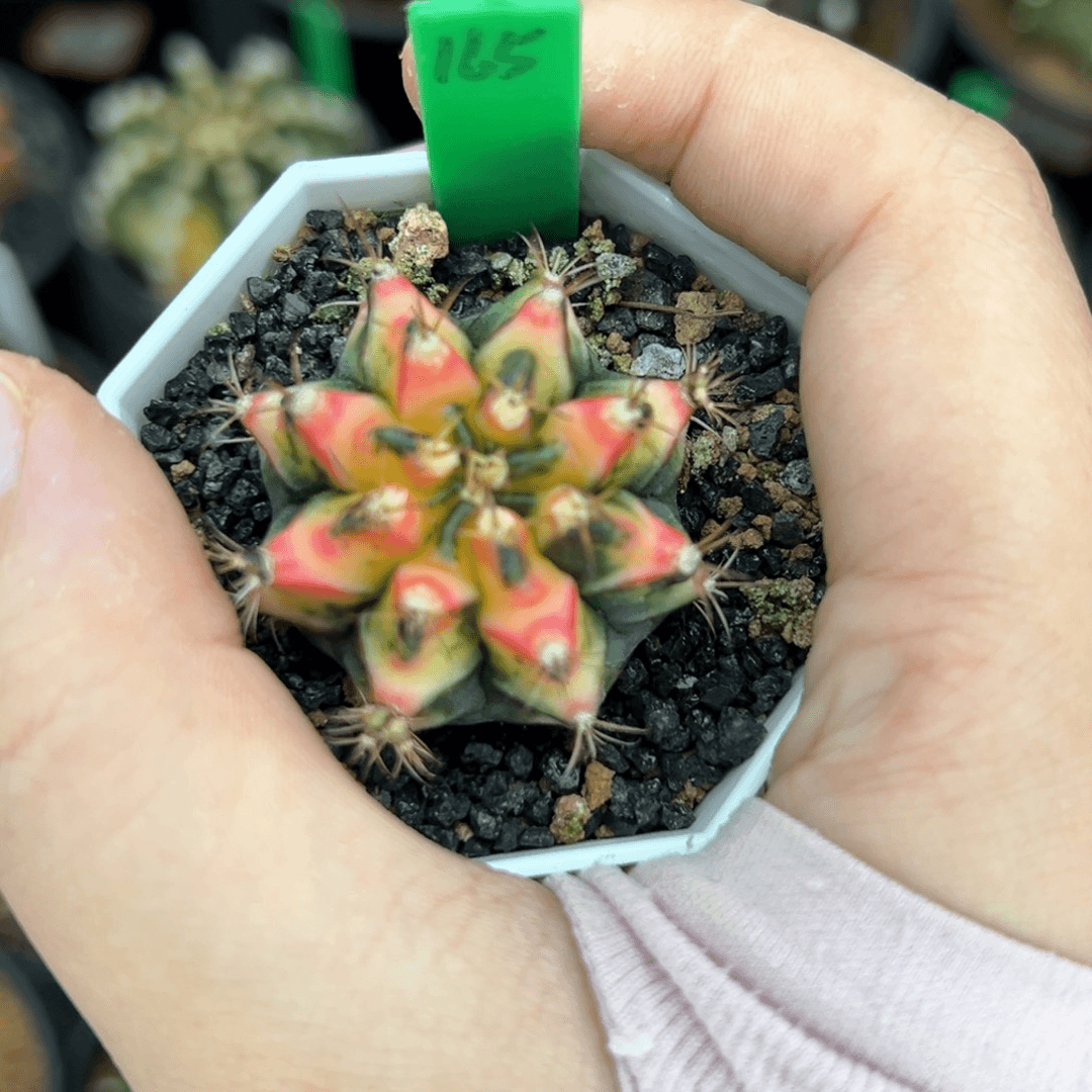 泰系侧芽好彩165