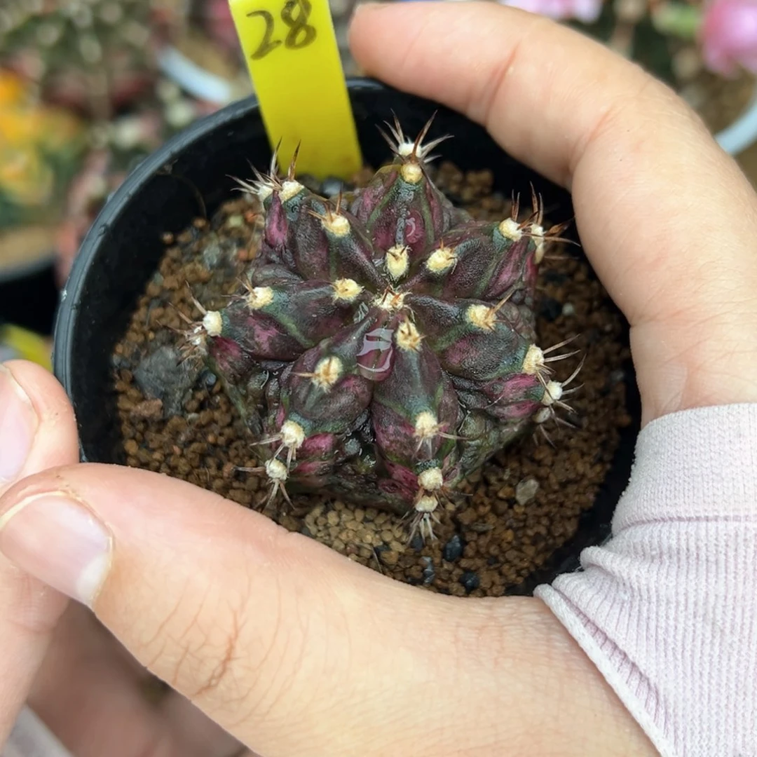 泰系实生海神带盆发28