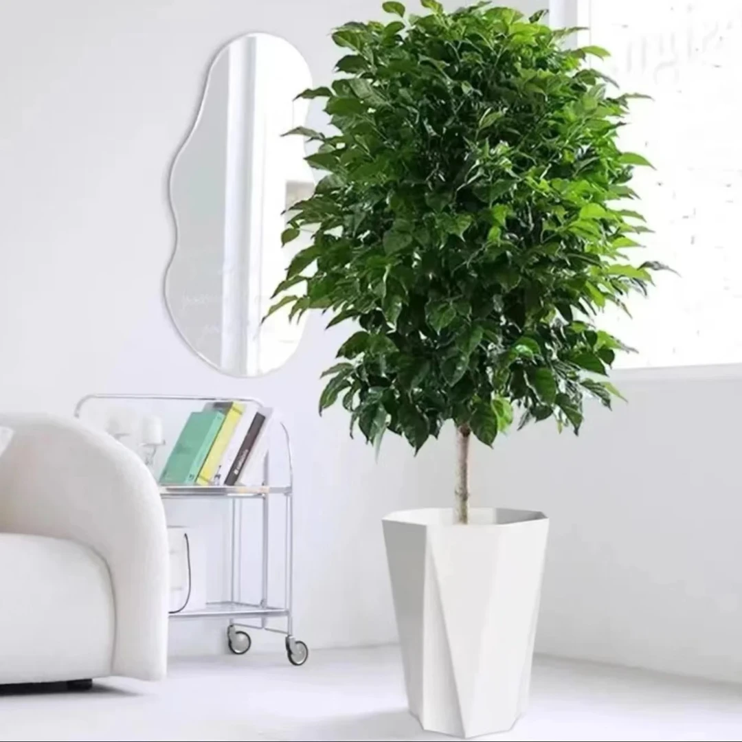 70-80公分单杆棒棒糖幸福树单干连树带土栽种好发货赠送花盆肥料