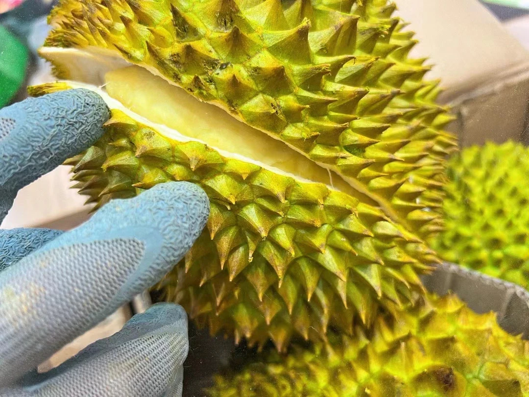 树上熟金枕头榴莲一颗