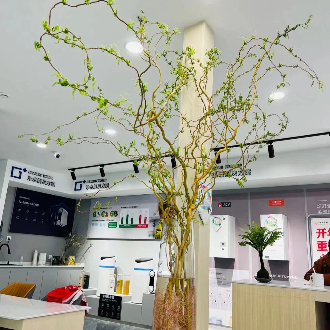 金丝楠藤水培植物黄金龙柳鲜枝懒人绿植遇水发芽四季好室内绿植