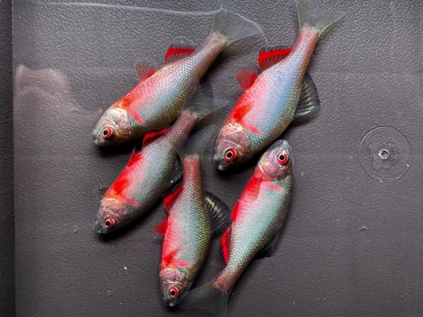 火山鰟鮍 淡水鱼