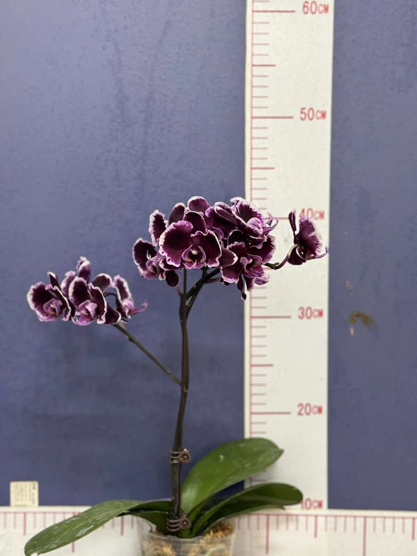 蝴蝶兰彩色品种合集，以直播间为准，一物一拍