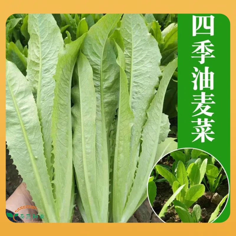 泰蔬抗冻油麦菜种子大棵四季通用种籽大田快菜米香稀有蔬菜品种