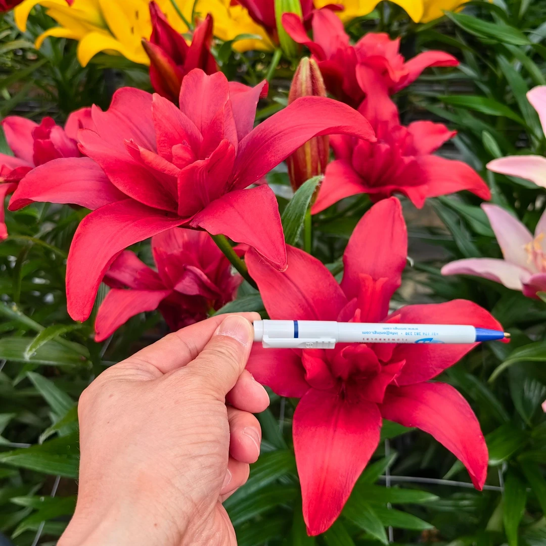 【红唇】18/20 蝴蝶系列小重瓣进口百合种球