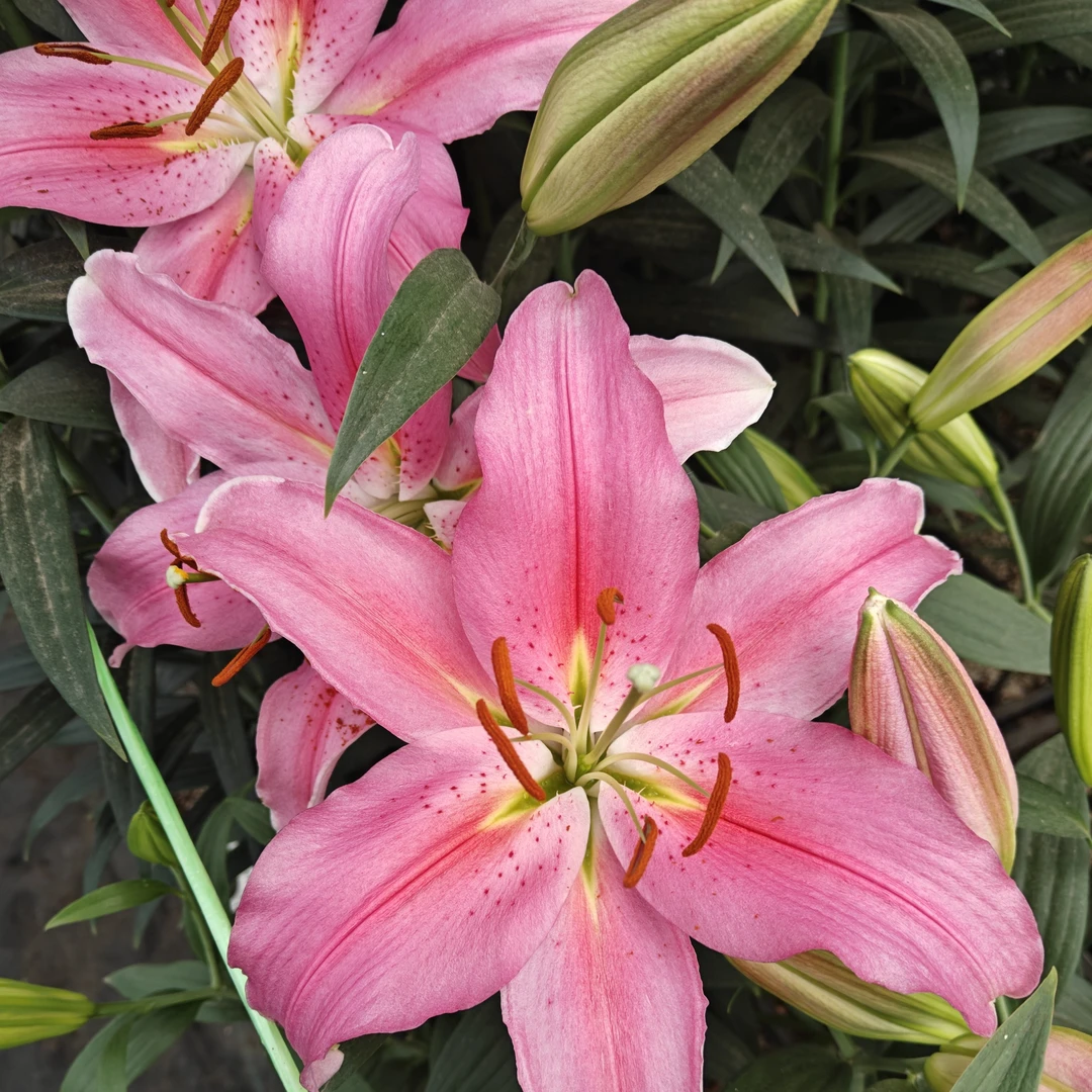 【罗蒂】22/24 东方系列香水百合种球种植