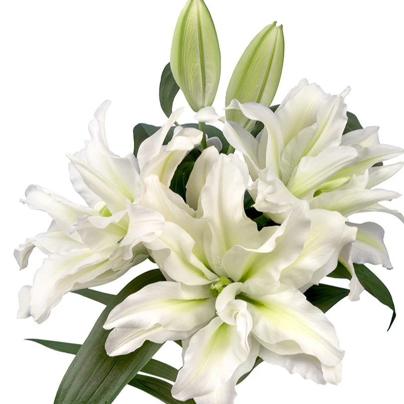 活动专享【艾莎】13/15进口重瓣百合香水百合种球四季种植百合种球