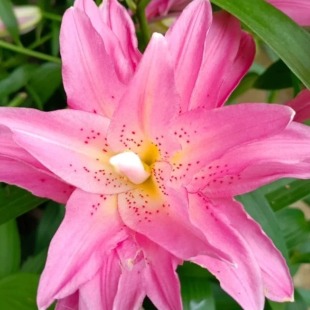 【帕特西亚鲜切花】5枝装重瓣百合香水百合鲜花鲜切花a