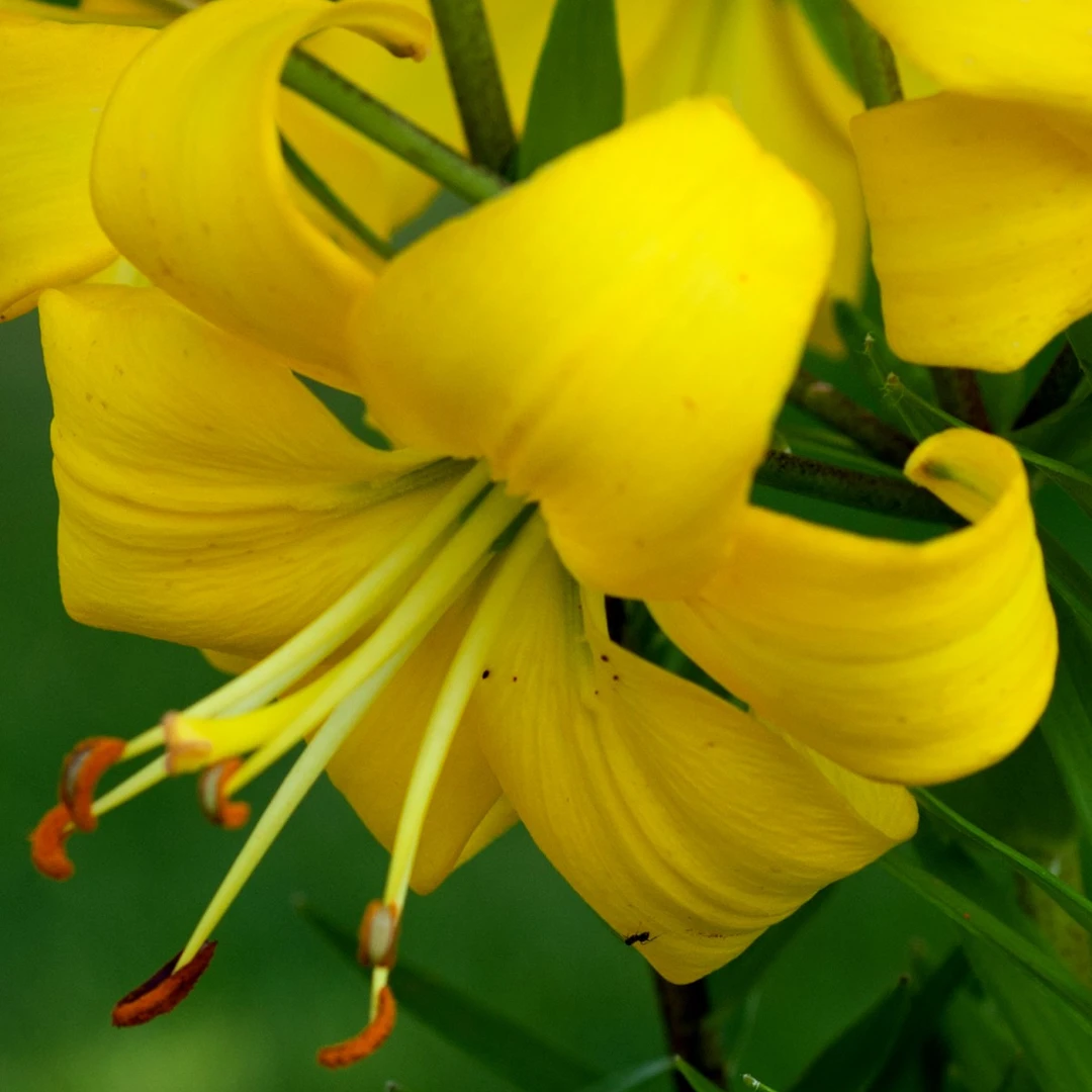 【珍珠梅兰妮】10/12 庭院百合种球进口百合种球进口种球