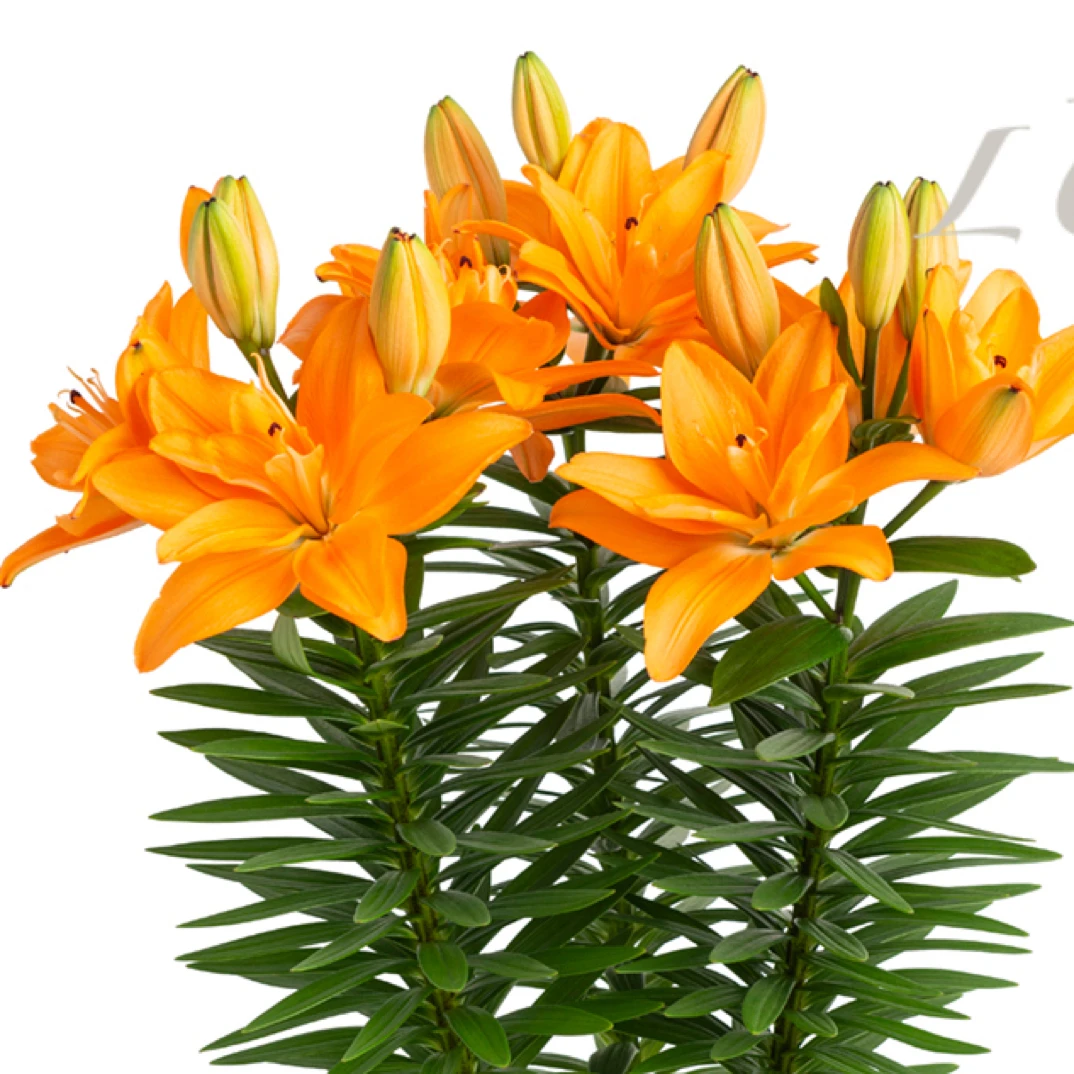 【荷兰宝贝】16/18 矮化LA亚百重瓣百合种球种植进口鲜花种球栽种