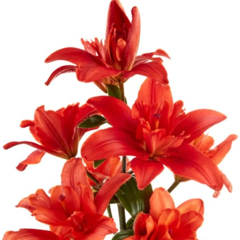 【朱魅】18/20 LA亚百重瓣百合种球种植