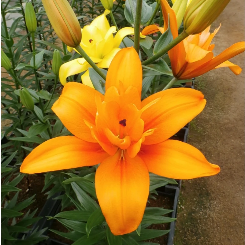 【焦糖】18/20 LA亚百重瓣百合种球四季种植栽种云南鲜花百合种球