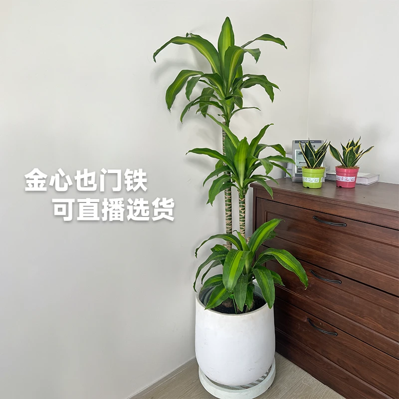 巴西木盆栽金心巴西铁树盆景室内办公室家居大型植物清新空气绿植