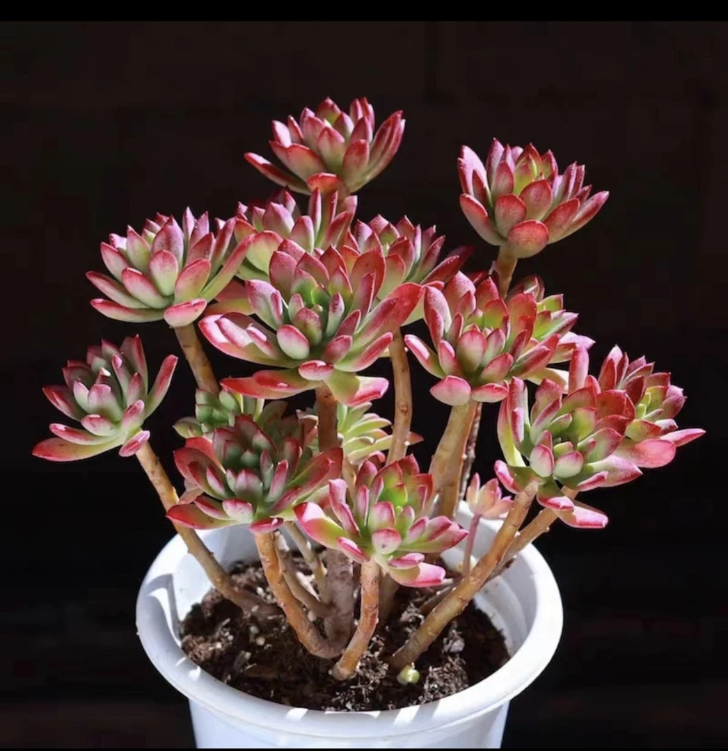 红之恋 多肉植物 拍一发二 带盆发货