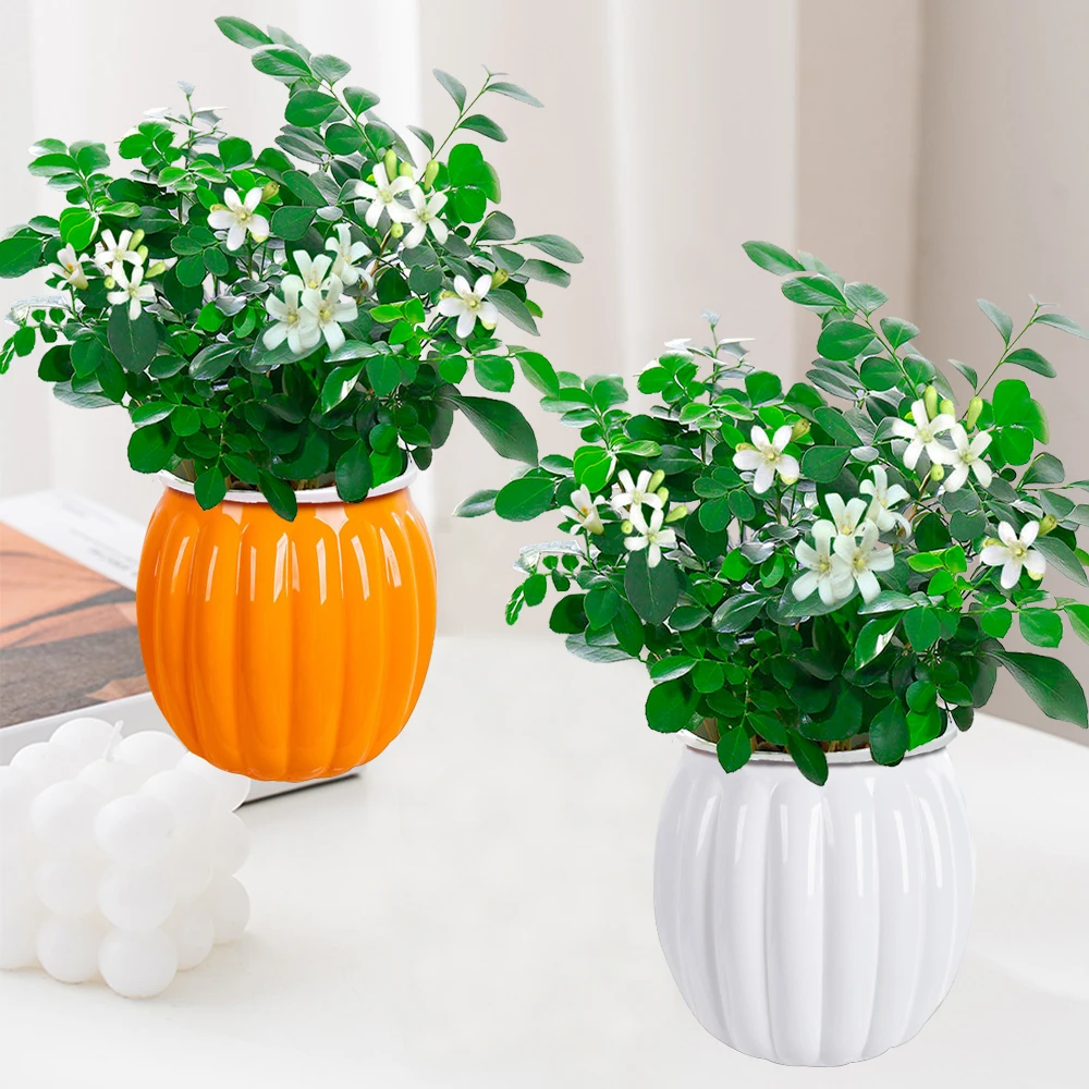 【买一送一】绿植冬季桌面阳台四季开花浓香生长七里香水培好养植物