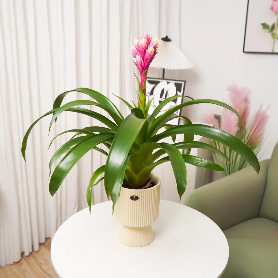 鸿运当头盆栽带花大盆室内客厅花卉植物年宵花办公室招财红星凤梨