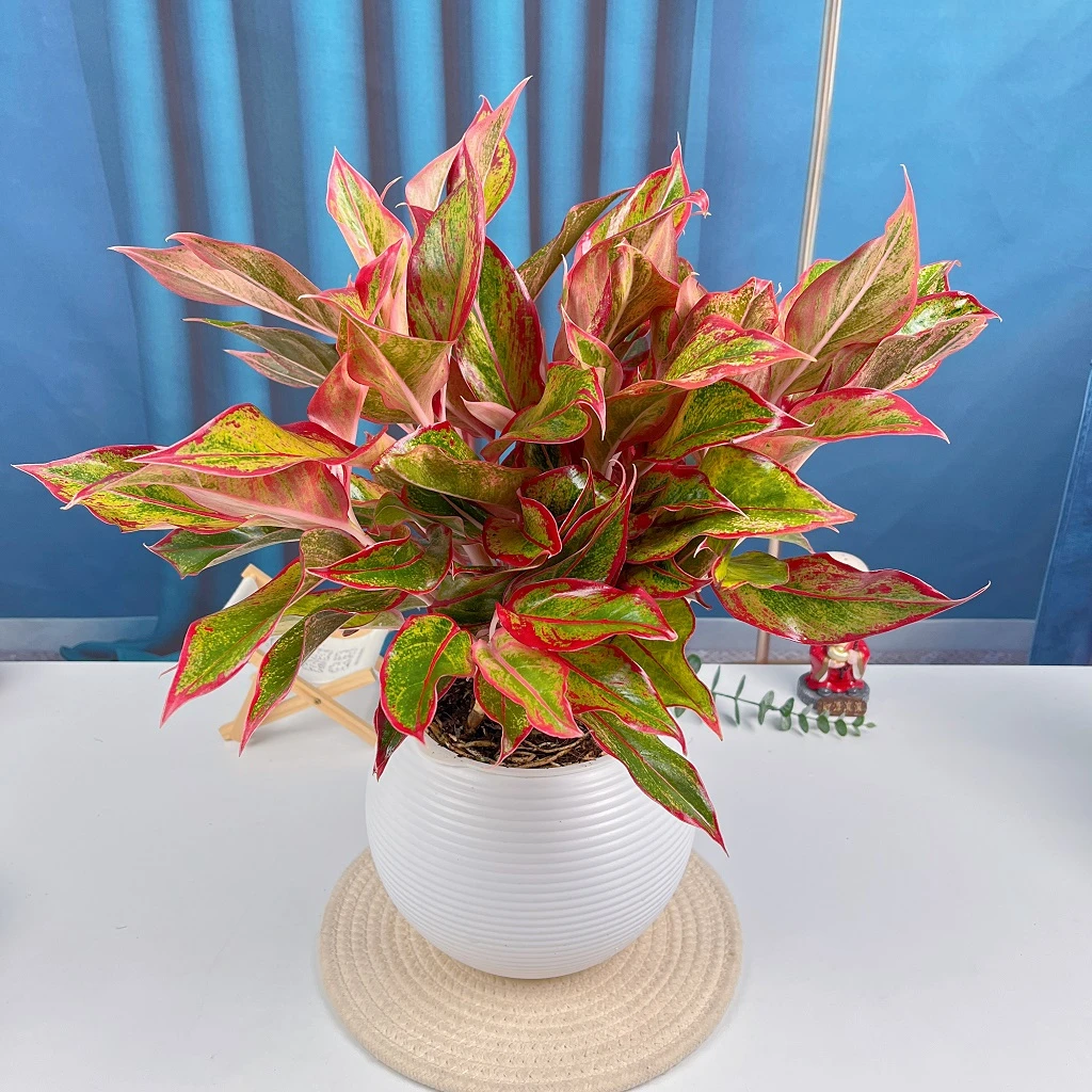 万年红如意皇后盆栽土壤办公桌客厅绿植好养易活盆景净化空气光照