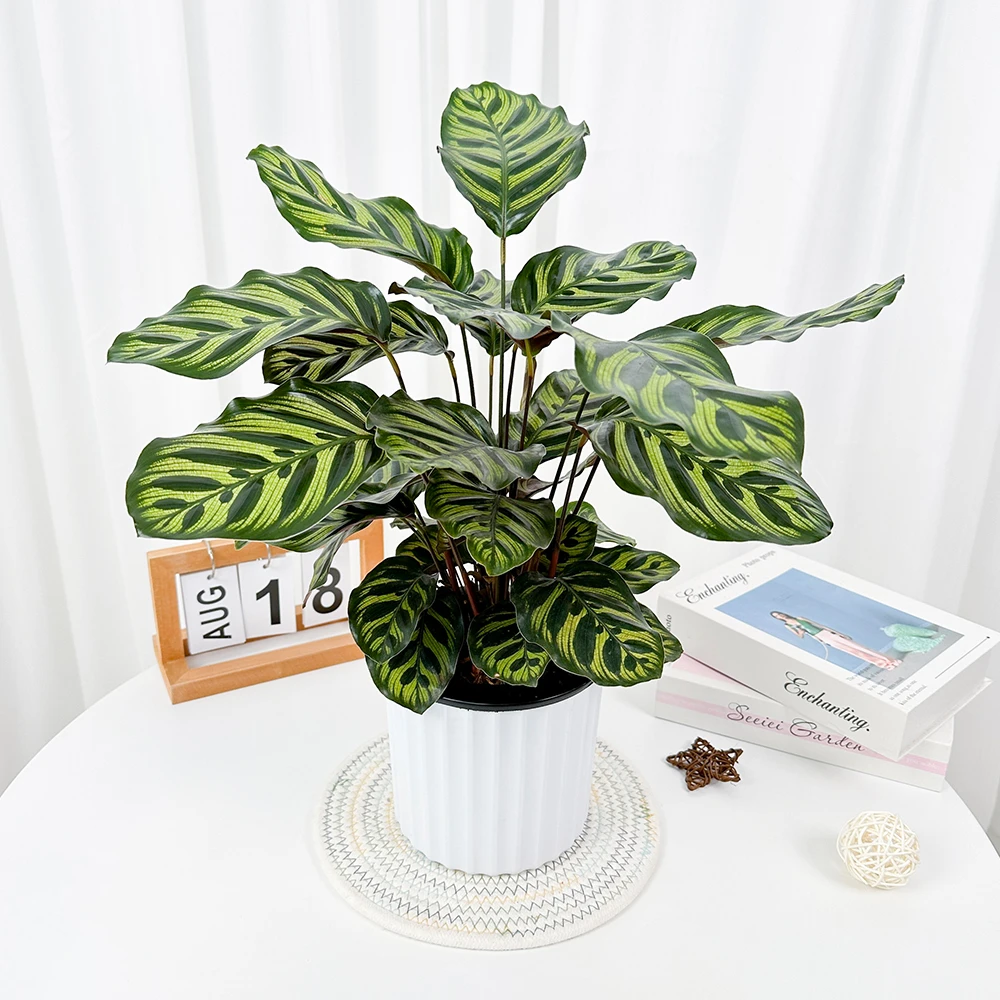 【孔雀竹芋】彩叶竹室内网红绿植家居办公室摆放植物简单盆栽养护