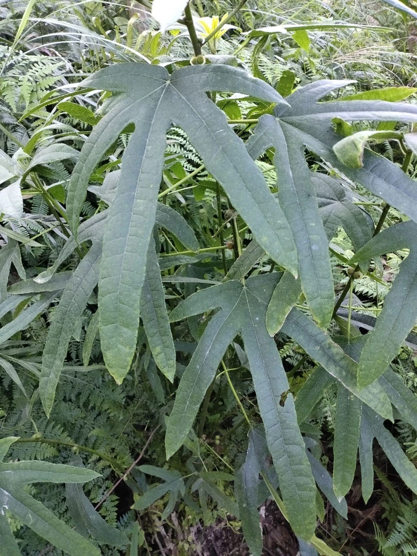 4号毛桃链接】（五指 根茎 贵州山货切块