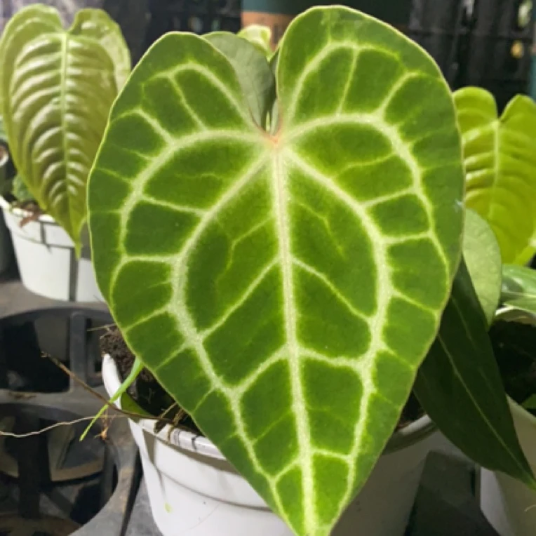 花烛系列热植专拍链接