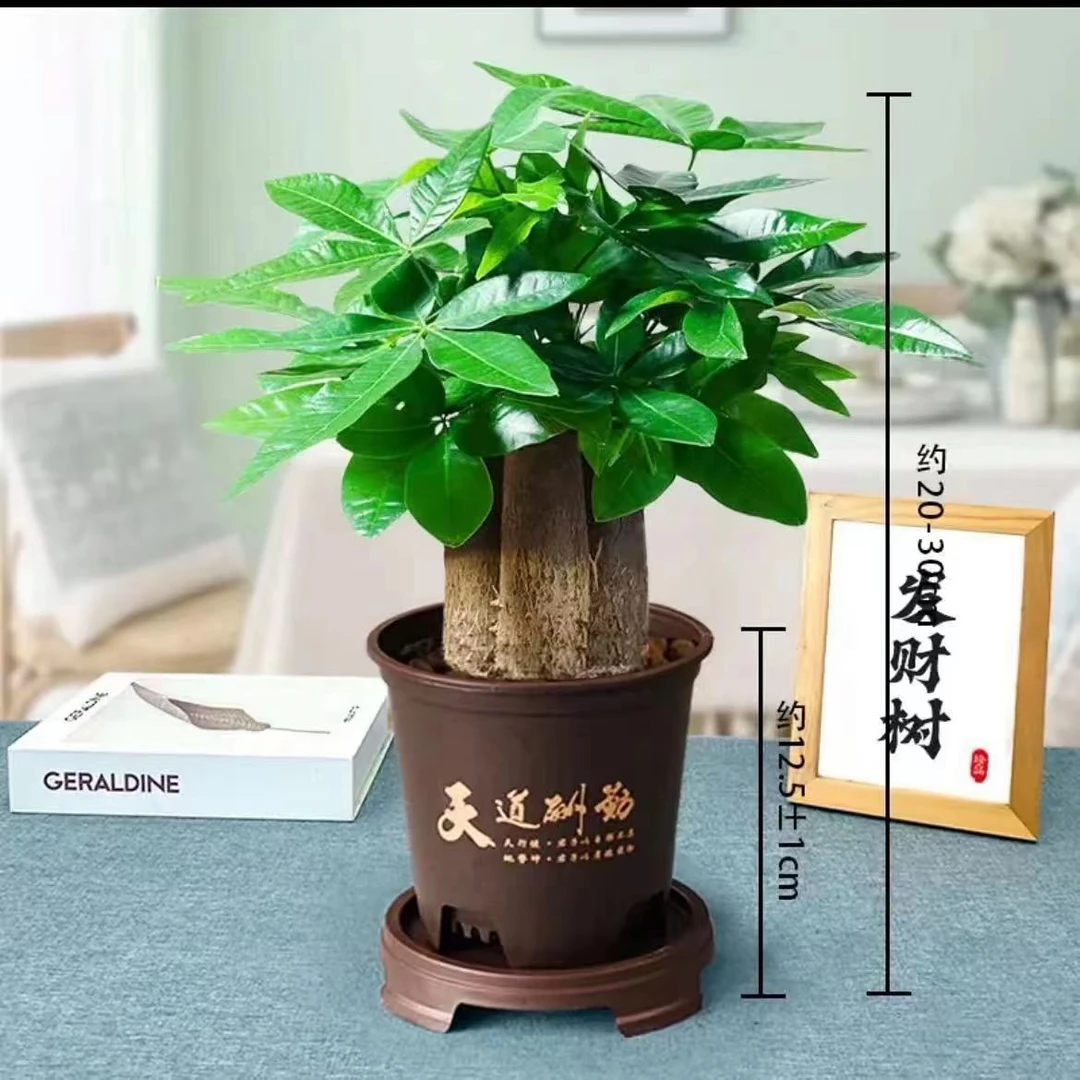阳光河畔1三杆发财树室内办公桌客厅发财树好养活耐旱花卉绿植