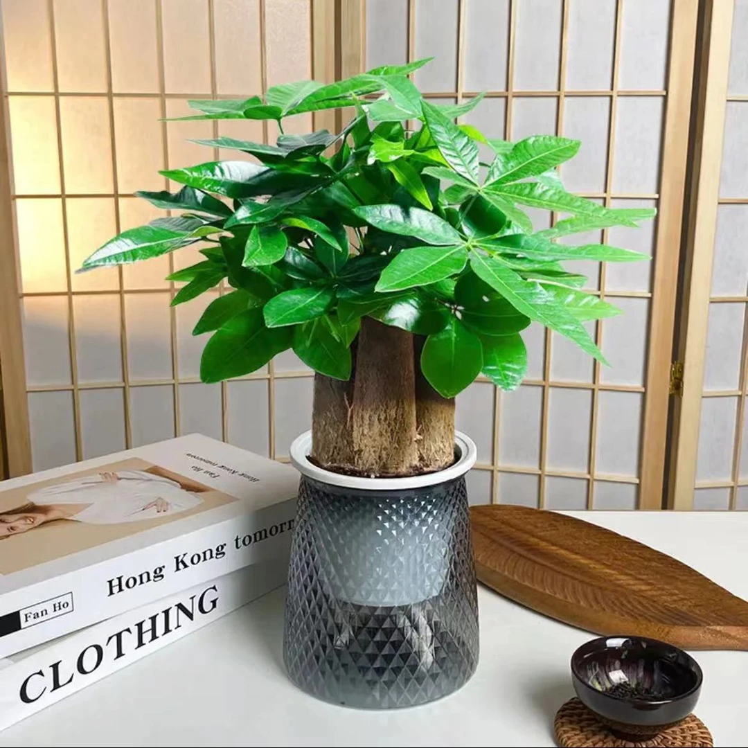 阳光河畔【谭姑娘】三杆发财树室内桌面好养活耐旱花卉绿植