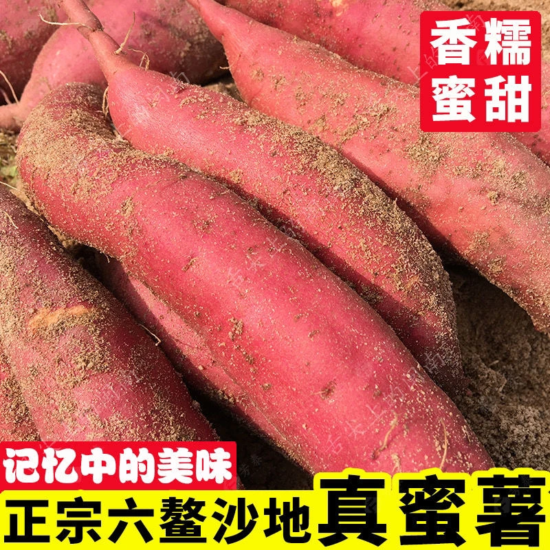 【正宗福建六鳌蜜薯】沙地红薯新鲜现挖糖心地瓜5-9斤红心番薯