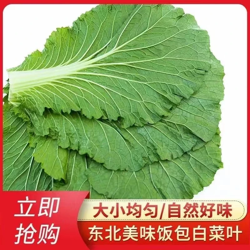 东北白菜叶饭包叶新鲜叶子现摘现发饭包叶子大叶包邮美味夏日尝鲜