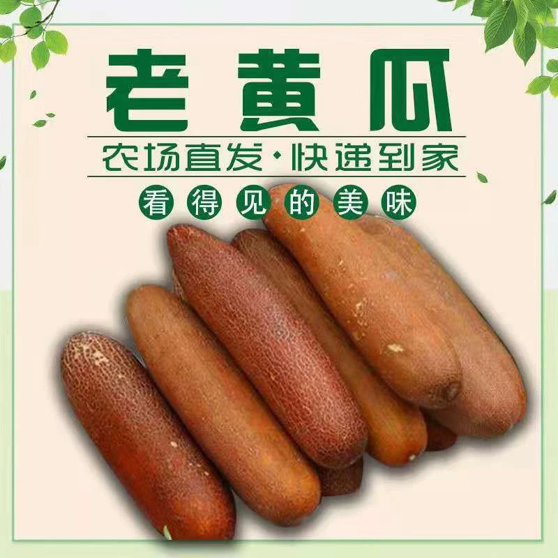 东北新鲜老黄瓜农家蔬菜3斤5斤麻皮黄瓜煲汤黄瓜到家到家美味