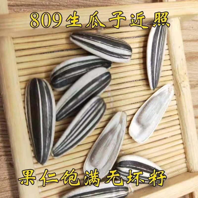5斤23新货生瓜子批发 葵花籽散装大粒原味809瓜子薄皮饱满3斤2斤