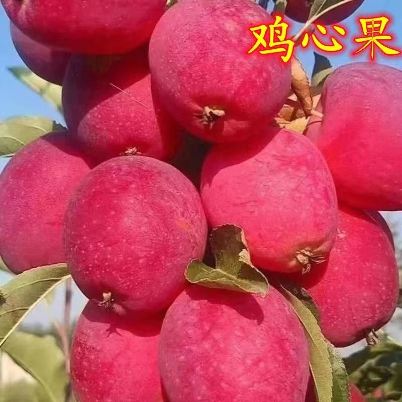 鸡心果特大果送礼送朋友专用果王3斤5斤
