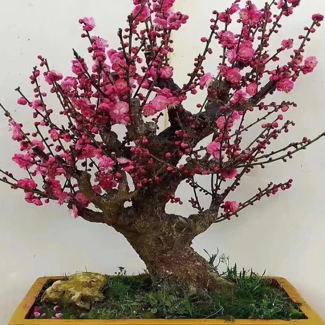 梅花海棠盆景一物一拍耐寒耐旱