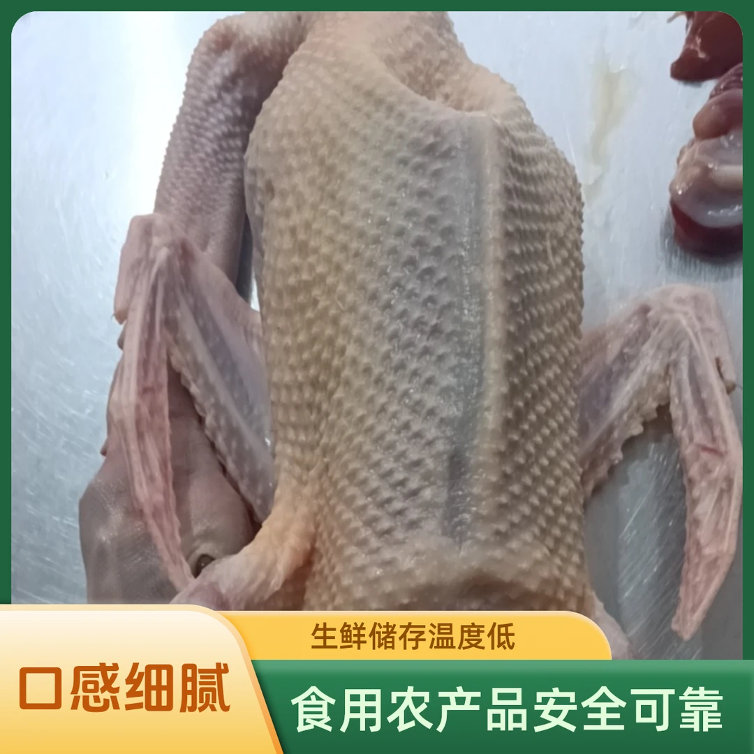 乡下两年老麻鸭。