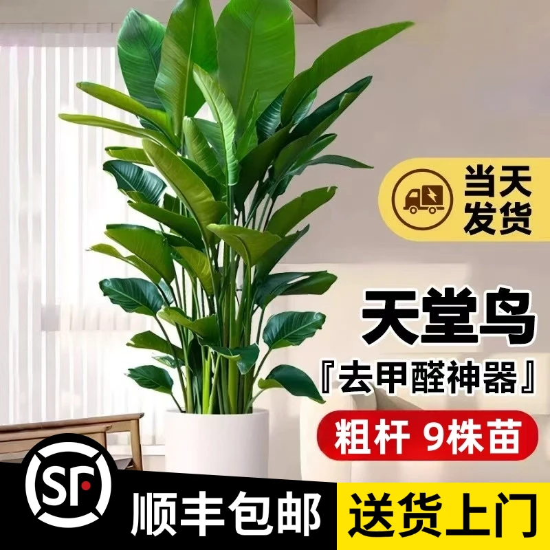【超大5A天堂鸟】1.7-1.8米（9株苗-粗杆）大型落地绿植室内植物